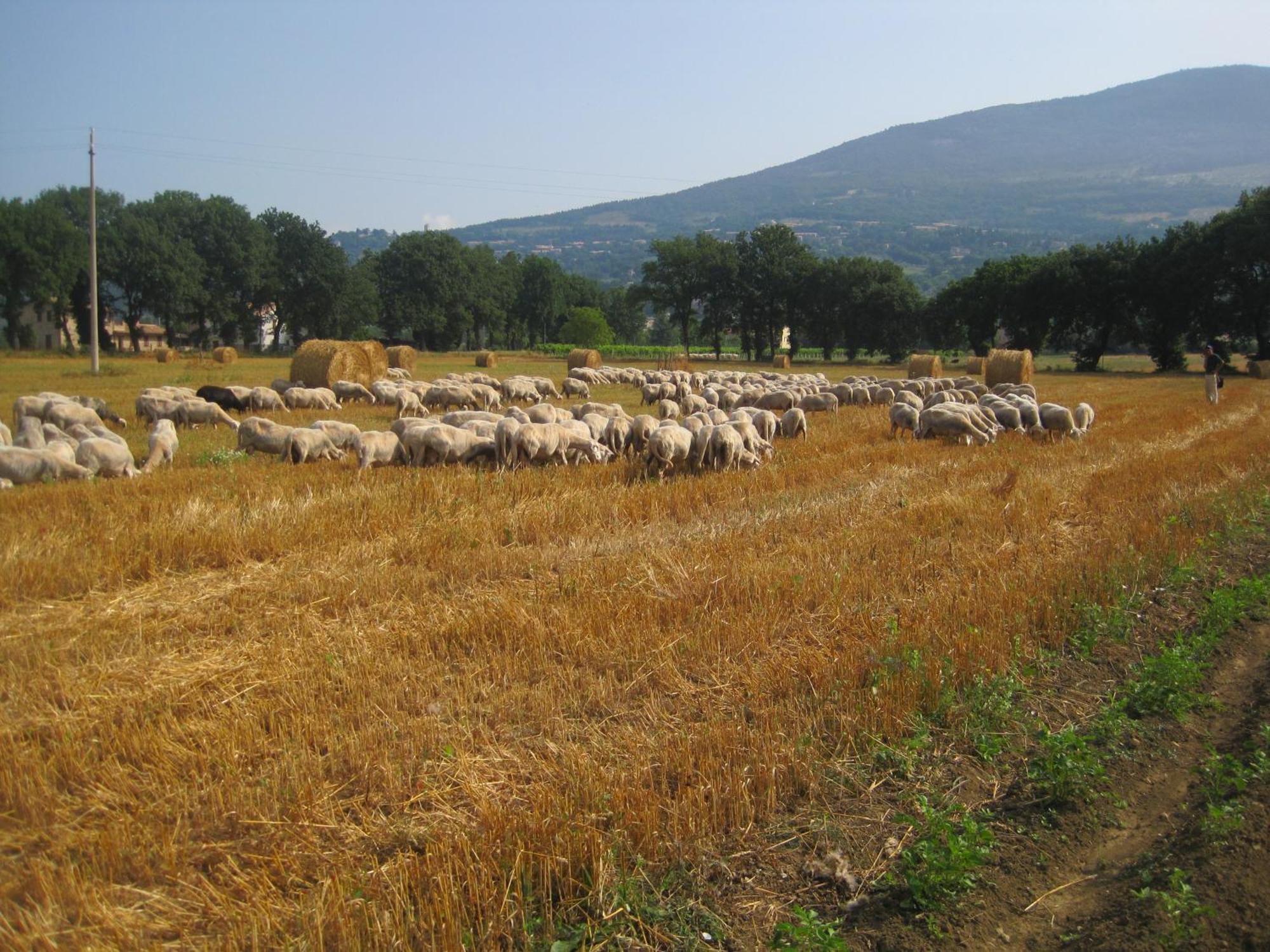 Il Tugurio Agriturismo B&B Rivotorto Esterno foto